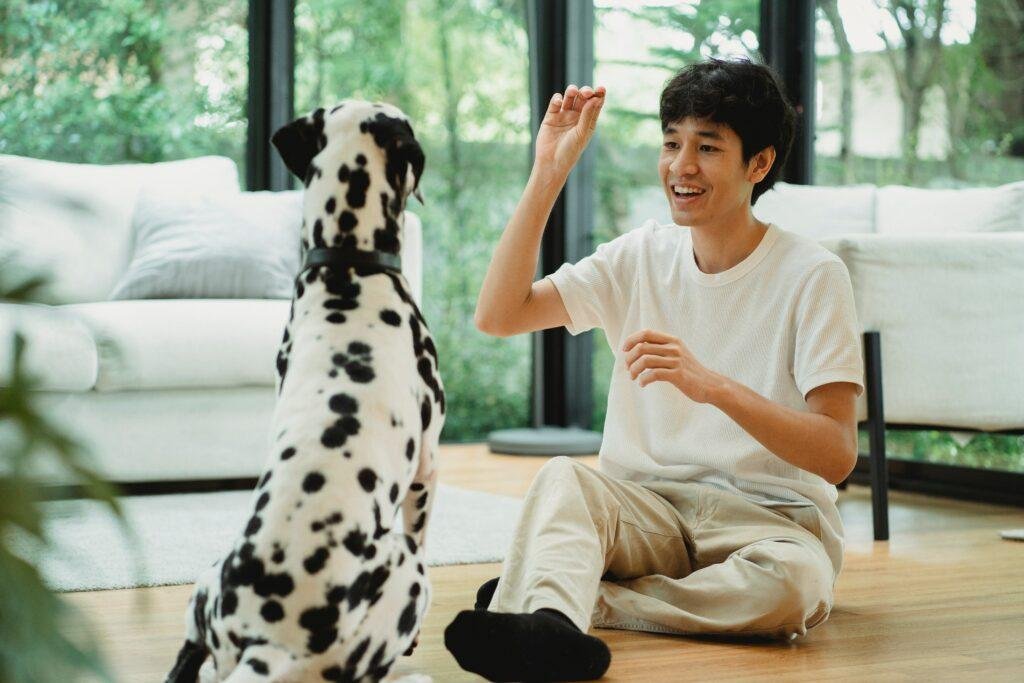 Online Dog Trainer Courses: Compare Practical Feedback & Cost