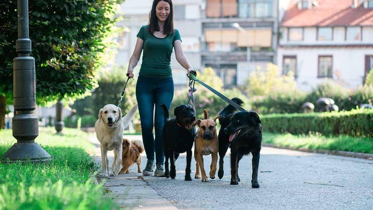 Dog Walking Courses: Skills, Costs & Safe Career Preparation